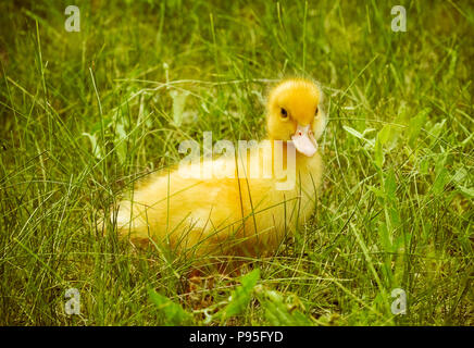 Yellow duckling on green grass Stock Photo