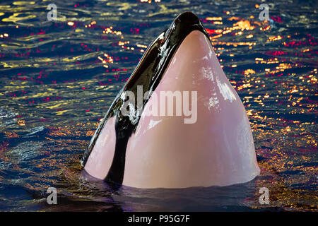 A male orca named Kyuquot performs during a night show at SeaWorld San Antonio. Stock Photo
