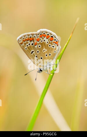 Common Blue butterfly - Polyommatus icarus, beautiful colored buttefly from European meadows and grasslands. Stock Photo