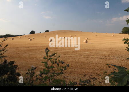 Round bales of hay in rural field in summer in England West Yorkshire, Britain UK Stock Photo