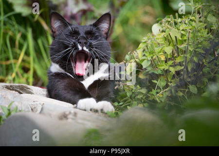 Cat outdoors, yawning Stock Photo