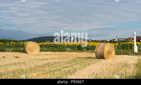 Hay bales in front of a field of sunflowers in the early morning sun outside the village of  Mittelberg, Lower Austria. Theme: agriculture in Europe Stock Photo