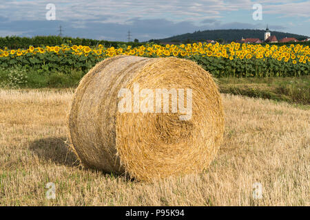 A hay bale in front of a field of sunflowers in the early morning sun outside the village of Mittelberg, Lower Austria Stock Photo