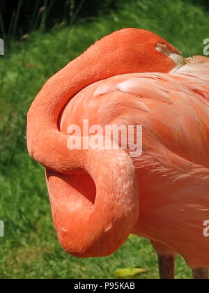This flamingo must surely have neck-ache after sleeping with it twisted in a most uncomfortable 'S'-shape Stock Photo