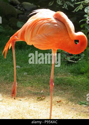 A flamingo at rest is a strange sight; balanced on one leg with its neck twisted backwards round to its back Stock Photo