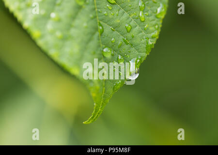 Water drops from rain on a green leaf Stock Photo