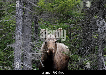 Wildlife, Moose calf.  Travelogue,  Travel Newfoundland, Canada,  Landscapes and scenic,  Canadian Province,  'The Rock' Stock Photo