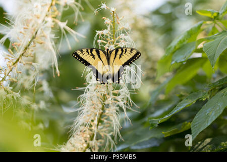 A Female Eastern Tiger Swallowtail Butterfly standing on white flowers and surrounded by green leaves Stock Photo