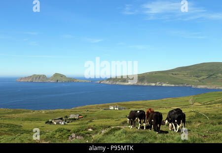 Cows graze in a field along the coast of County Kerry, Ireland. Stock Photo