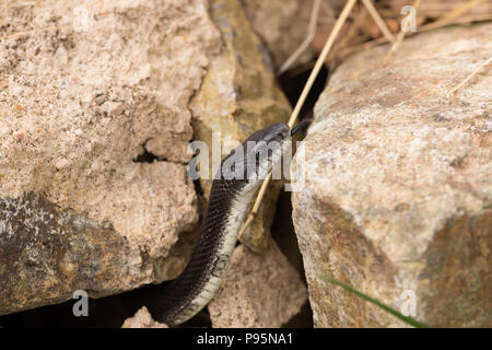 A Black Ratsnake moves among rocks in the wild at Shenandoah National Park Stock Photo