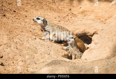 Family Meerkat, mungos, going out from their hole Stock Photo