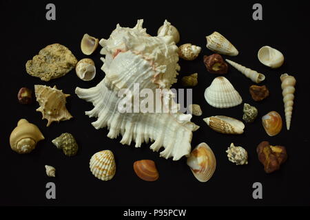 Sea shells on black background. Stock Photo
