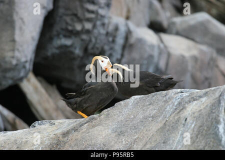 Tufted Puffin, near Seward, Alaska, USA Stock Photo