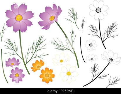 Pink, White and Yellow Orange Cosmos Flower Outline. Vector Illustration. isolated on White Background. Stock Vector