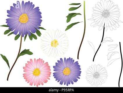 Purple, Pink and White Aster Flower Outline. isolated on White Background. Vector Illustration. Stock Vector