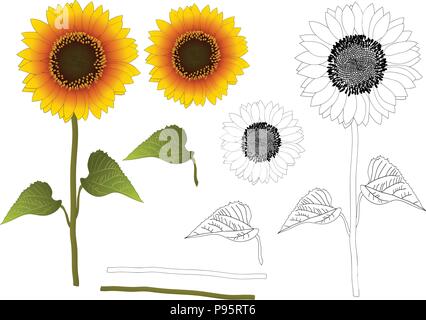 Sunflower or Helianthus Outline. Vector Illustration. isolated on White Background. Stock Vector