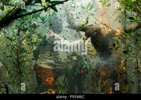 Traditional honey collection in Sundarbans, the world largest mangrove forest in Bangladesh. Satkhira, Bangladesh. Stock Photo