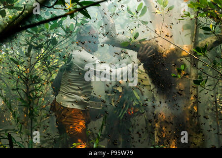 Traditional honey collection in Sundarbans, the world largest mangrove forest in Bangladesh. Satkhira, Bangladesh. Stock Photo