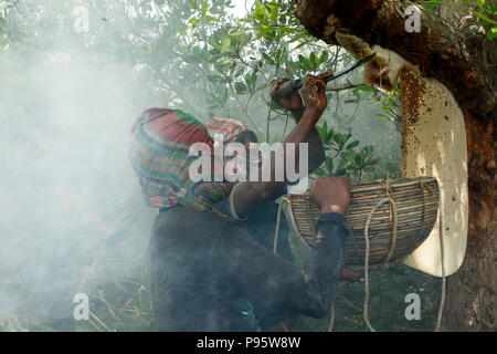 Traditional honey collection in Sundarbans, the world largest mangrove forest in Bangladesh. Satkhira, Bangladesh. Stock Photo