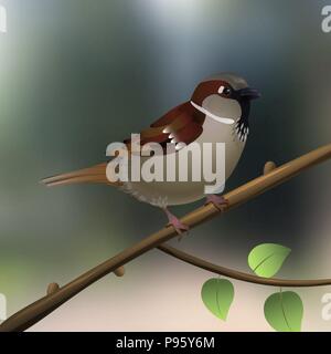 Sparrow. Little bird on a tree branch in forest or park Stock Vector
