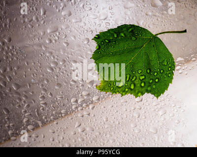 birch leaves on wet glass with raindrops, copy space for text Stock Photo