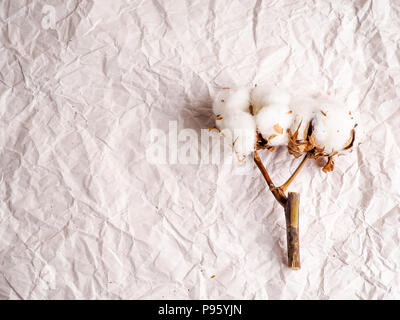 a few cotton flowers lying on the crumpled paper, a copy of the space under the text Stock Photo