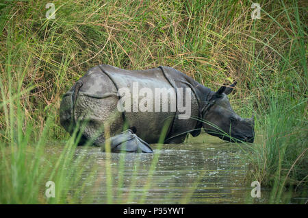 Indian rhinoceros or Rhinoceros unicornis also called greater one-horned rhinoceros or great Indian rhino with cub in a swamp. Wildlife photography in Stock Photo