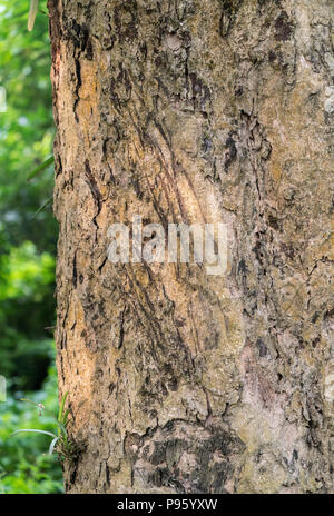 Tiger claws scratches on the tree as territory border marks. Animal photo and wildlife Stock Photo