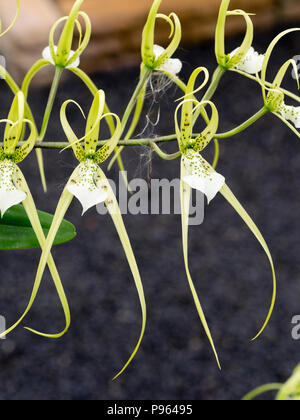 Brown spotted cream flowers of the Central American tropical epiphytic orchid, Brassia verrucosa 'Sea Breeze' Stock Photo