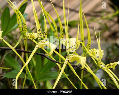 Brown spotted cream flowers of the Central American tropical epiphytic orchid, Brassia verrucosa var majus Stock Photo