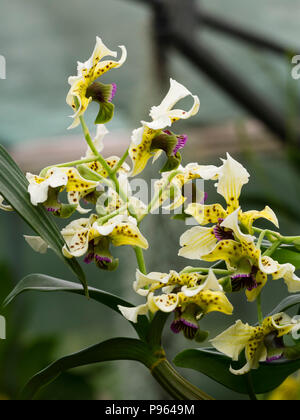 Spotted cream flowers and dark violet lip of the New Guinea epiphytic orchid, Dendrobium atroviolaceum Stock Photo