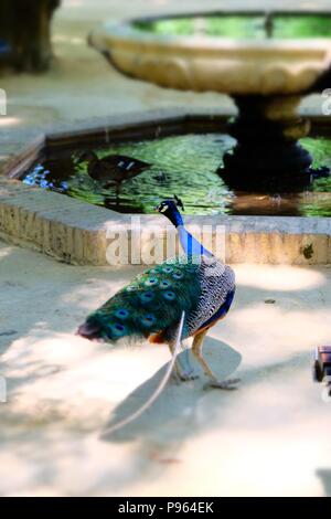 Peacock standing next to the fountain in a park Stock Photo