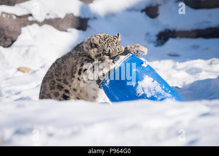 A snow leopard cub plays with a barrel at The Toronto Zoo, which may have a tasty treat hidden within. Stock Photo