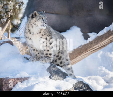 A snow leopard cub explores its snow-filled habitat at The Toronto Zoo, where it is part of a captive breeding program for this vulnerable species. Stock Photo