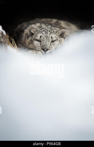 A snow leopard cub rests in its den at The Toronto Zoo.  Vulnerable to extinction in the wild, this animal is part of a captive breeding program. Stock Photo