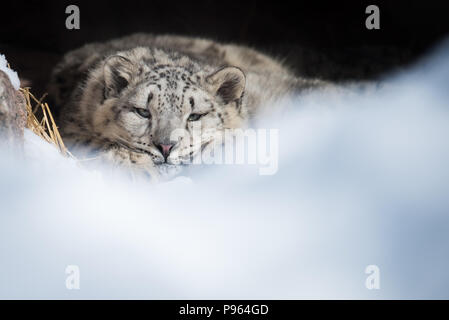 A snow leopard cub rests in its den at The Toronto Zoo.  Vulnerable to extinction in the wild, this animal is part of a captive breeding program. Stock Photo