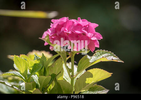 Hydrangea flower. Pink. Plant Stock Photo