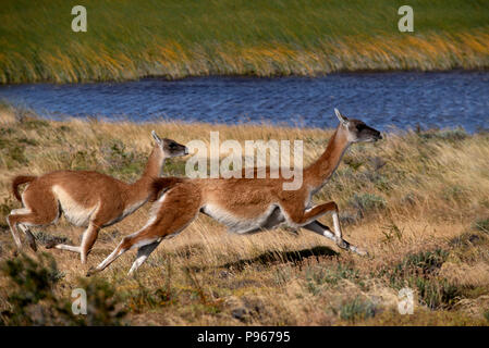 2 adult guanaco fleeing in panic after spotting a Patagonian Puma stalking the herd they were part of Stock Photo