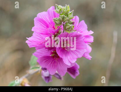 Hollyhock (Alcea rosea) flowers. Pink plant in the mallow family (Malvaceae) showing detail of stamens Stock Photo