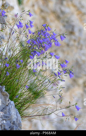 Harebells (Campanula rotundifolia) growing on cliff. A striking plant in the family Campanulaceae, growing on sheer rock face in quarry Stock Photo