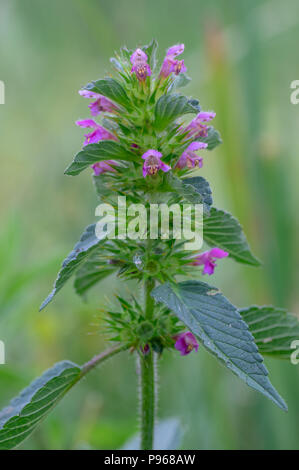 Bifid hemp-nettle (Galeopsis bifida). Plant in the family Lamiaceae with pink flowers, the lowest lobe of which is notched Stock Photo