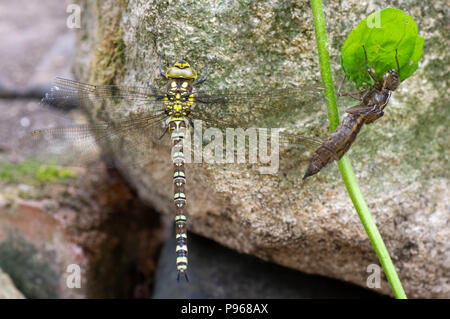 Southern hawker (Aeshna cyanea) dragonfly with exuvia. Female insect in the order Odonata, family Aeshnidae, alongside shed larval skin Stock Photo