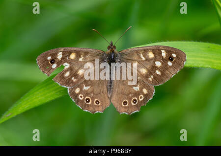Speckled wood (Pararge aegeria) upperside. Woodland butterfly in the family Nymphalidae at rest on grass, from above with wings open Stock Photo