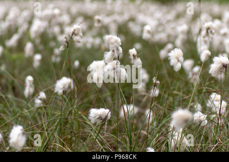 Common cottongrass (Eriophorum angustifolium) in seed. Sedge in the family Cyperaceae, with white cotton-like threads giving the appearance of cotton Stock Photo