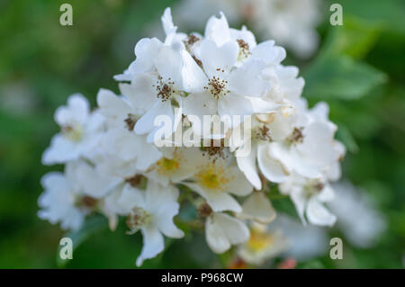 Multiflora rose (Rosa multiflora) cluster of flowers. Plant native to Asia growing as a garden escape in countryside in UK, aka Japanese Stock Photo