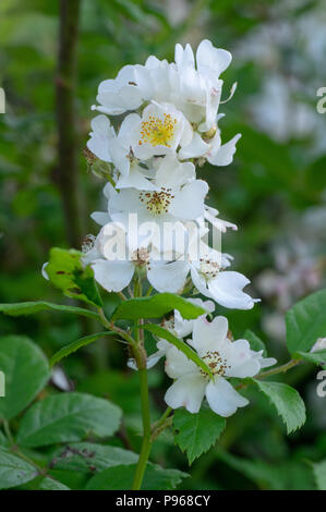 Multiflora rose (Rosa multiflora) in flower. Plant native to Asia growing as a garden escape in countryside in UK, aka Japanese and many-flowered rose Stock Photo