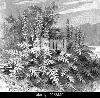 Vintage engraving of Acanthus mollis, herbaceus perennial thorny plant native to Mediterranean regions, grows in dry areas. The leaves inspired in ancient Greece the capital of Corinthian column. Stock Photo