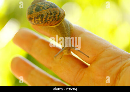 Snail on hand. Stock Photo