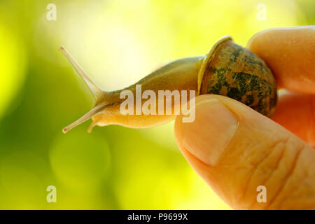 Snail on hand. Stock Photo