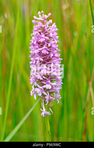 A flower spike of a Fragrant Orchid, Gymnadenia conopsea, on Southrepps Common, Southrepps, Norfolk, England, United Kingdom, Europe. Stock Photo